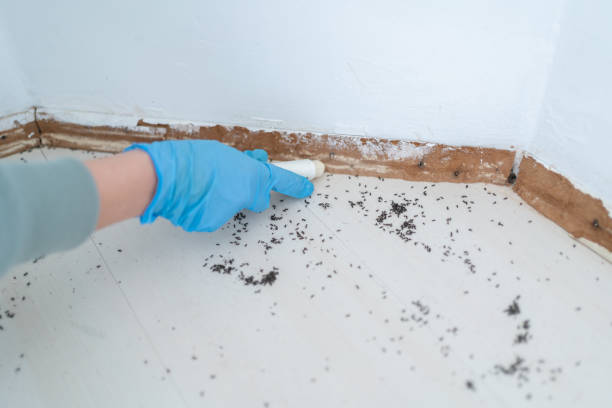 Best Affordable Pest Control Services  in River Heights, UT